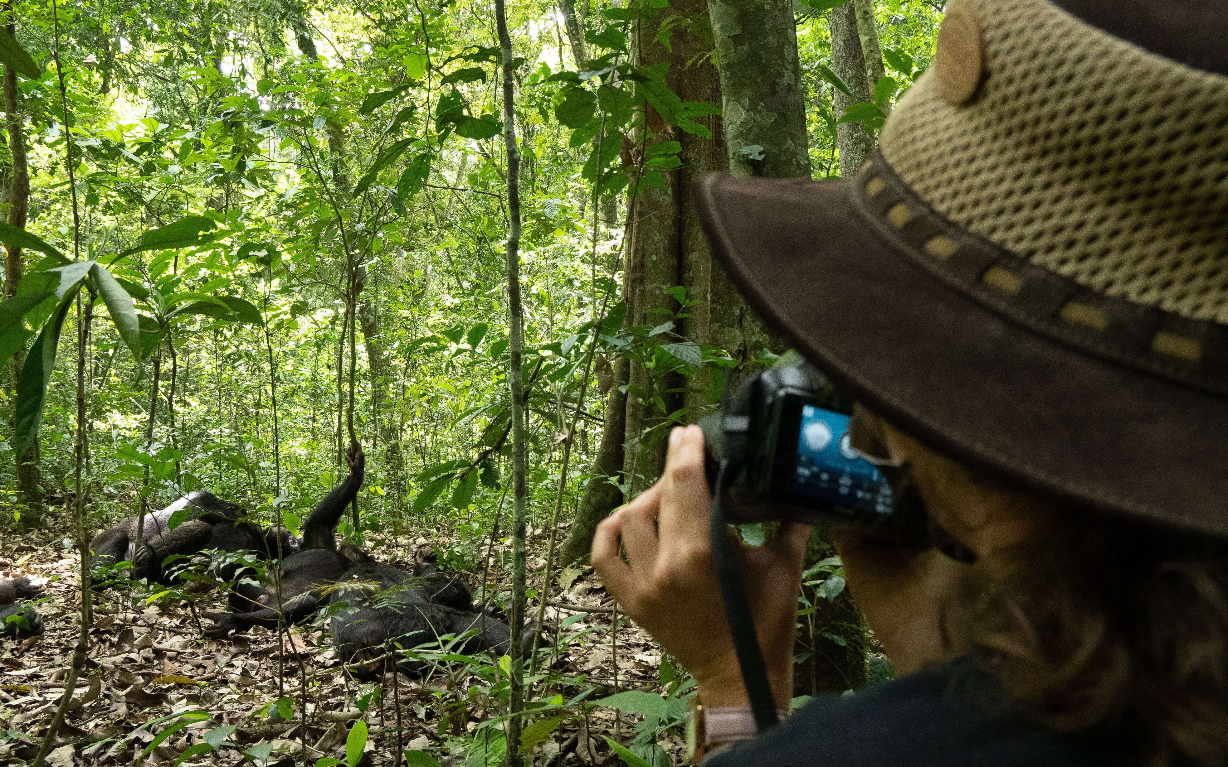 Chimpanzee Tracking
